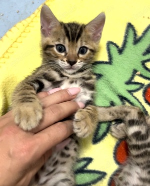 reinrassige Bengal Kitten, nur noch 2 Weibchen frei!