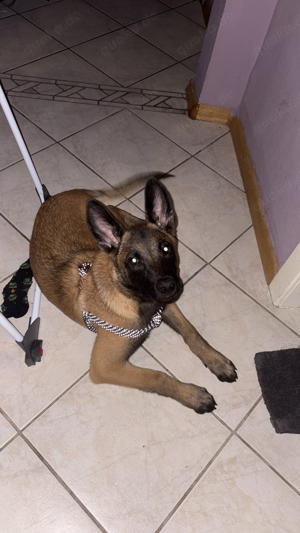 malinois welpe