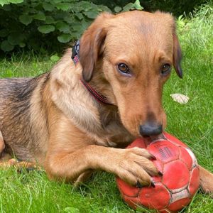 Feli - Mischling -  1 Jahr - Tierhilfe Franken