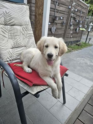 Golden Retriever in guten Händen abgeben 