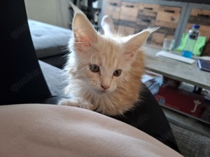 Maincoon kitten 