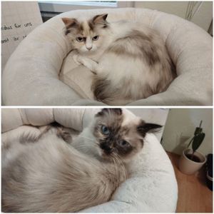 Zwei RAGDOLL Katzengeschwister 