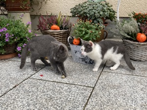 Blaue Kätzchen suchen ein liebevolles Zuhause 