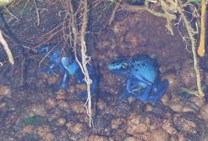 Dendrobates Azureus