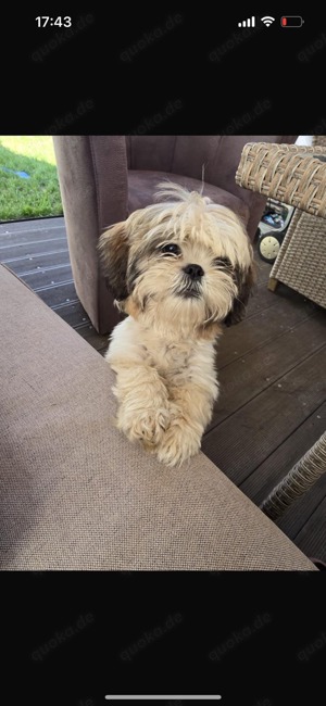 Shih Tzu 5 Monate alt