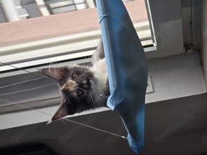 Maine Coon Kitten 