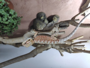 Farb Bartagamen Rot Hypo Pogona