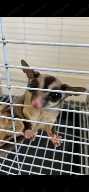 zwei sugar glider weibchen