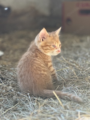 Katzen Babys zu verkaufen 