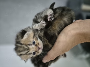 Bkh Golden Tabby Kitten ab ende November Katzenbaby