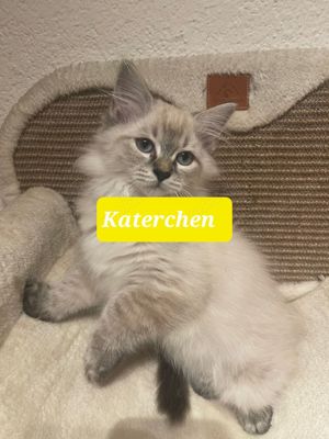 Sibirisches Waldkaterchen bereit zum ausziehen 