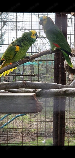 Blaustirnamazonen  geschwisterpaar zu verk 