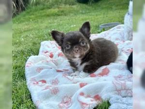 Reinrassiger Chihuahua-Welpe 