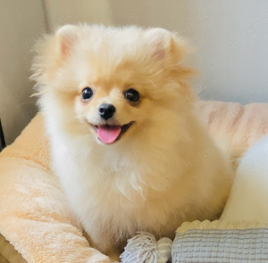 Traumhaftschöne Zwergspitz Pomeranian Weibchen