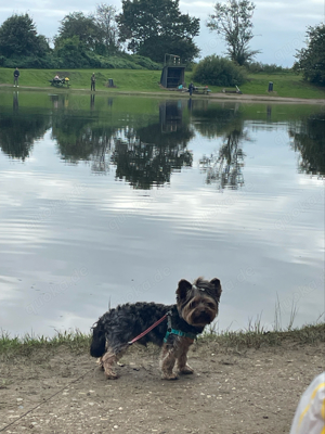 Yorkshire Terrier Deckrüde