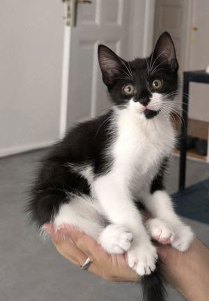 baby katzen kitten abzugenen in liebevolle hände 