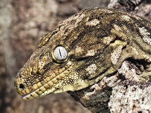 Rhacodactylus leachianus- Leachie Gecko