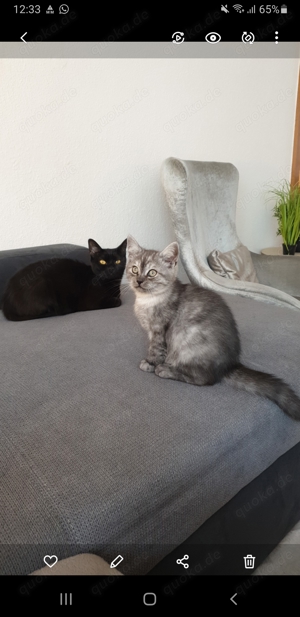 Bombay Katze und Bkh Mix Kater