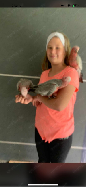 Handzahme Rosakakadu abzugeben.