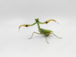 Gottesanbeterinen Mantiden Mantis Mantodea