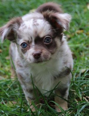 Reinrassiger Chihuahua Welpe 