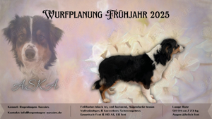 Wurfplanung Frühjar 2025 Australian Shepherd Welpen