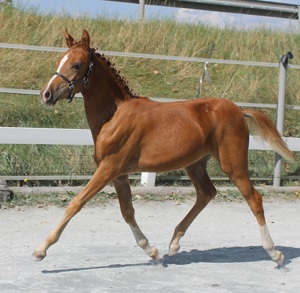 Reitpony Stutfohlen, Prämienfohlen - V: Der Kleine Leonardo er 