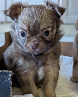 Reinrassiger Chihuahua Welpe 