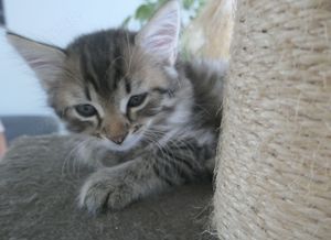 Katzenbabys Kitten Mischlingskatze Kater