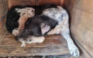 Sina sucht liebe volle Menschen 