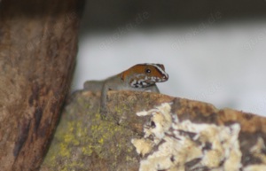 Gonatodes vittatus 1.0 abzugeben