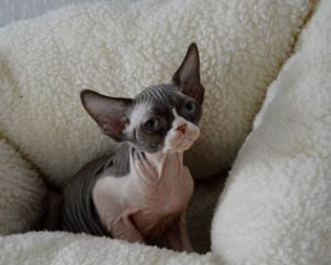 2 süße wundervolle Kitten (Devon Rex) suchen ein liebevolles Zuhause für immer! 