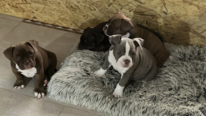 exotic bully welpen 