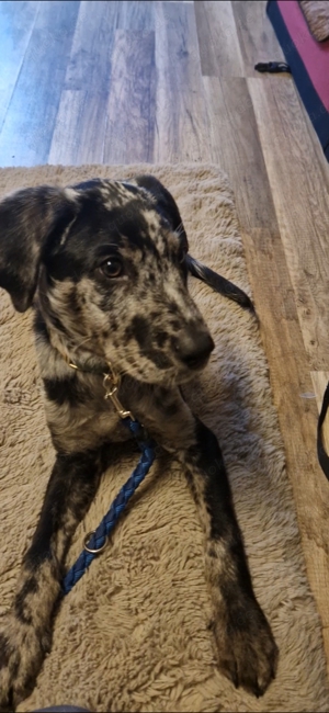 aussiedoodle welpe 