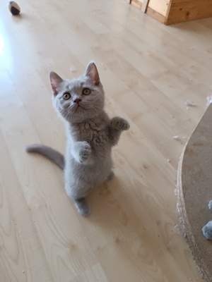 Britisch Kurzhaar Kitten, BKH mit Stammbaum in lilac Bild 4