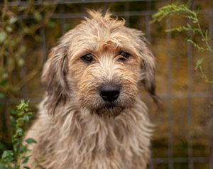 Hummel summt sich in dein Herz