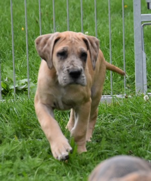 Deutsche Doggen Welpen gelbtiger und gestromt