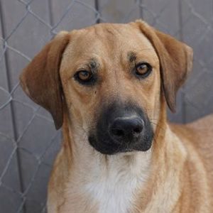 Bardo, geb. ca. 09 2023, lebt in GRIECHENLAND, im städt. Tierheim Serres  Bild 2