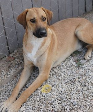 Bardo, geb. ca. 09 2023, lebt in GRIECHENLAND, im städt. Tierheim Serres  Bild 3