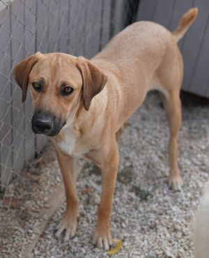 Bardo, geb. ca. 09 2023, lebt in GRIECHENLAND, im städt. Tierheim Serres  Bild 8