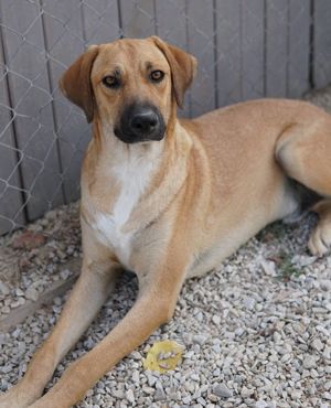 Bardo, geb. ca. 09 2023, lebt in GRIECHENLAND, im städt. Tierheim Serres  Bild 4