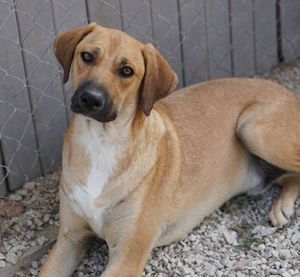 Bardo, geb. ca. 09 2023, lebt in GRIECHENLAND, im städt. Tierheim Serres  Bild 5