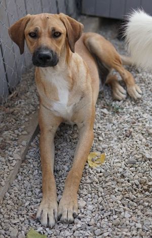 Bardo, geb. ca. 09 2023, lebt in GRIECHENLAND, im städt. Tierheim Serres  Bild 7