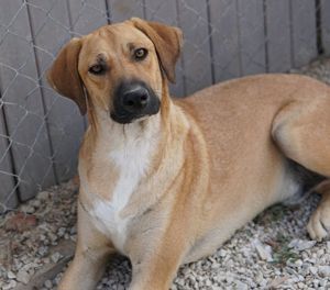 Bardo, geb. ca. 09 2023, lebt in GRIECHENLAND, im städt. Tierheim Serres  Bild 6