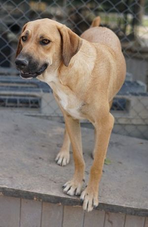 Bardo, geb. ca. 09 2023, lebt in GRIECHENLAND, im städt. Tierheim Serres  Bild 9