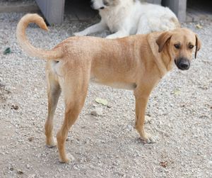 Bardo, geb. ca. 09 2023, lebt in GRIECHENLAND, im städt. Tierheim Serres  Bild 10