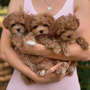 Maltipoo mini welpen