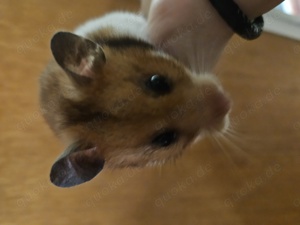 Goldhamster 