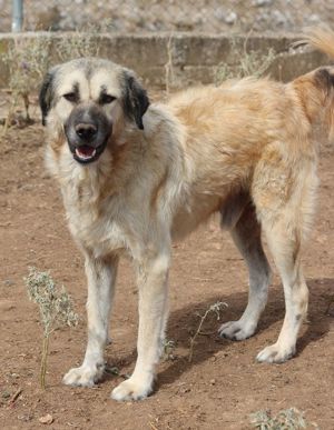 Baxter, geb. ca. 05 2021, lebt in GR auf einem Gelände, auf dem die Hunde notdürftig versorgt werden Bild 2