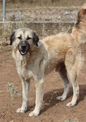 Baxter, geb. ca. 05 2021, lebt in GR auf einem Gelände, auf dem die Hunde notdürftig versorgt werden Bild 3